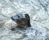 ZOO Jihlava, Sigma 70-300 APO