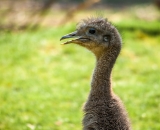 ZOO Jihlava, Sigma 70-300 APO