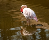 ZOO Jihlava, Sigma 70-300 APO